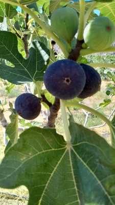 Инжир свежий синий, хозяйство Ашота Калашяна, Армения, 500 г
